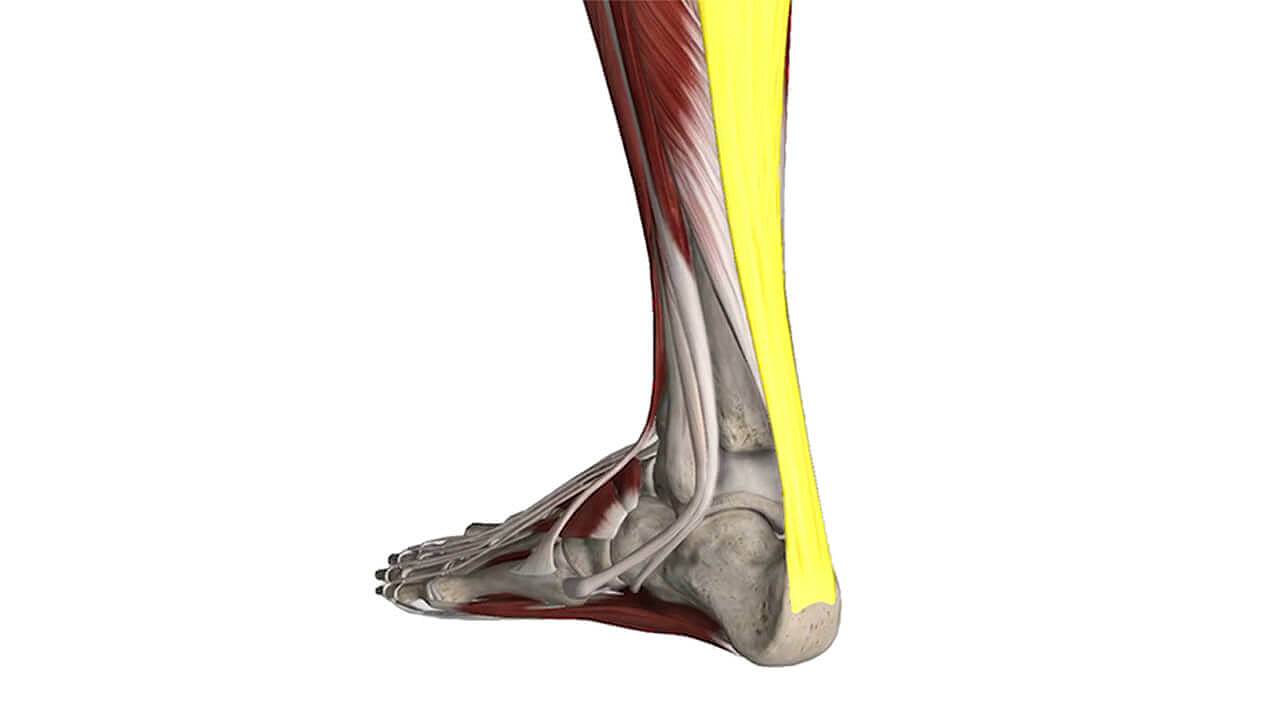 ECPC | Achilles Tendonitis Foot Model