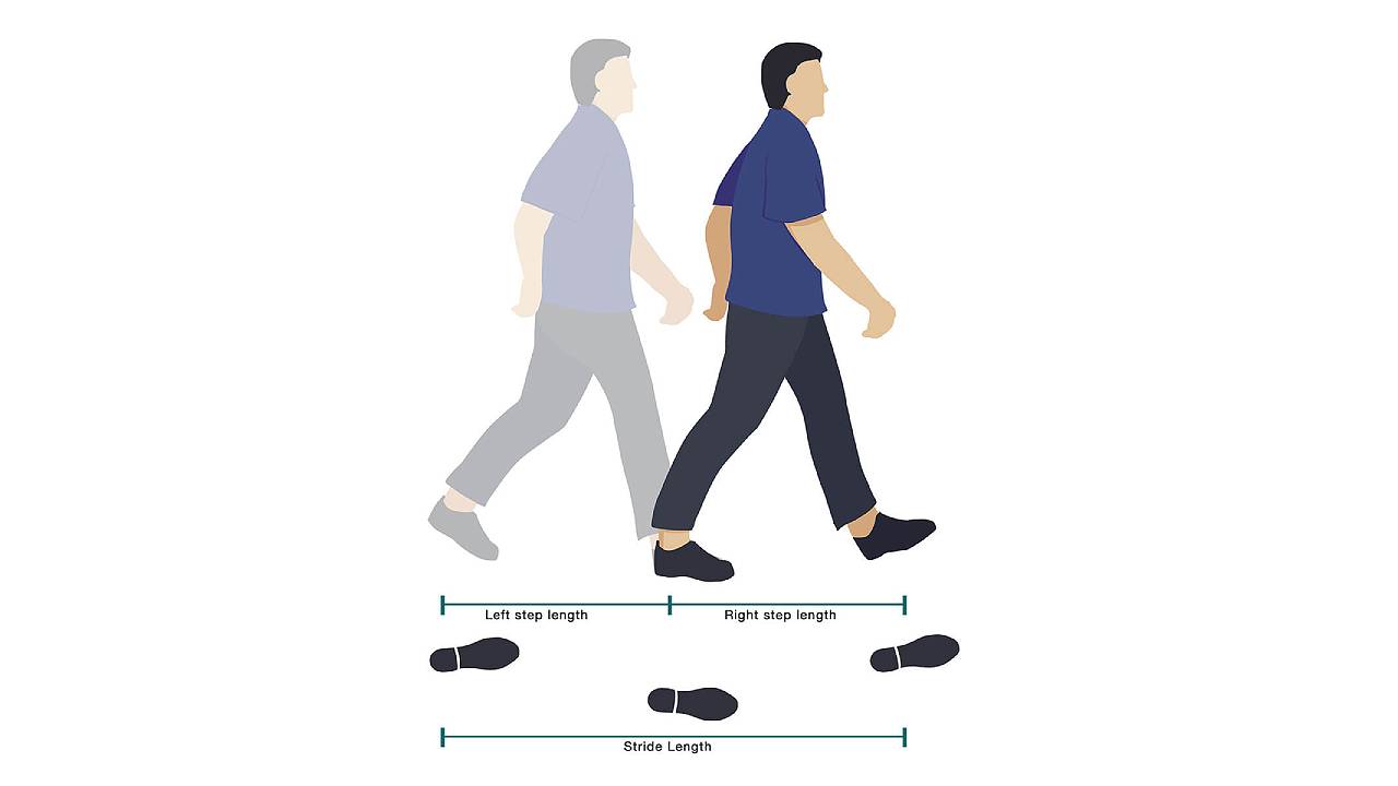 Stride Length of a human