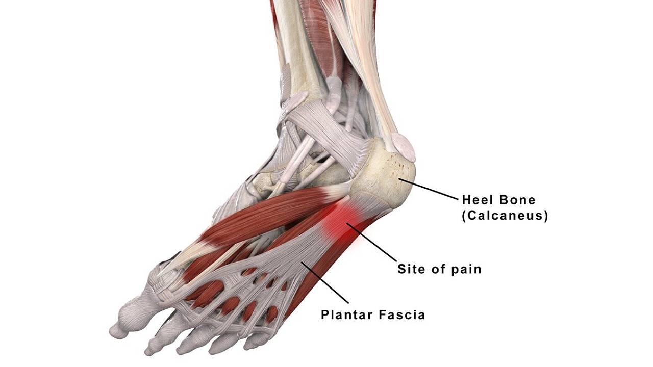 ECPC | Plantar Fascia Foot Model