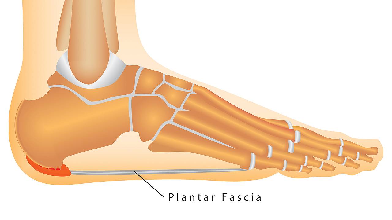Plantar Fascia | East Coast Podiatry