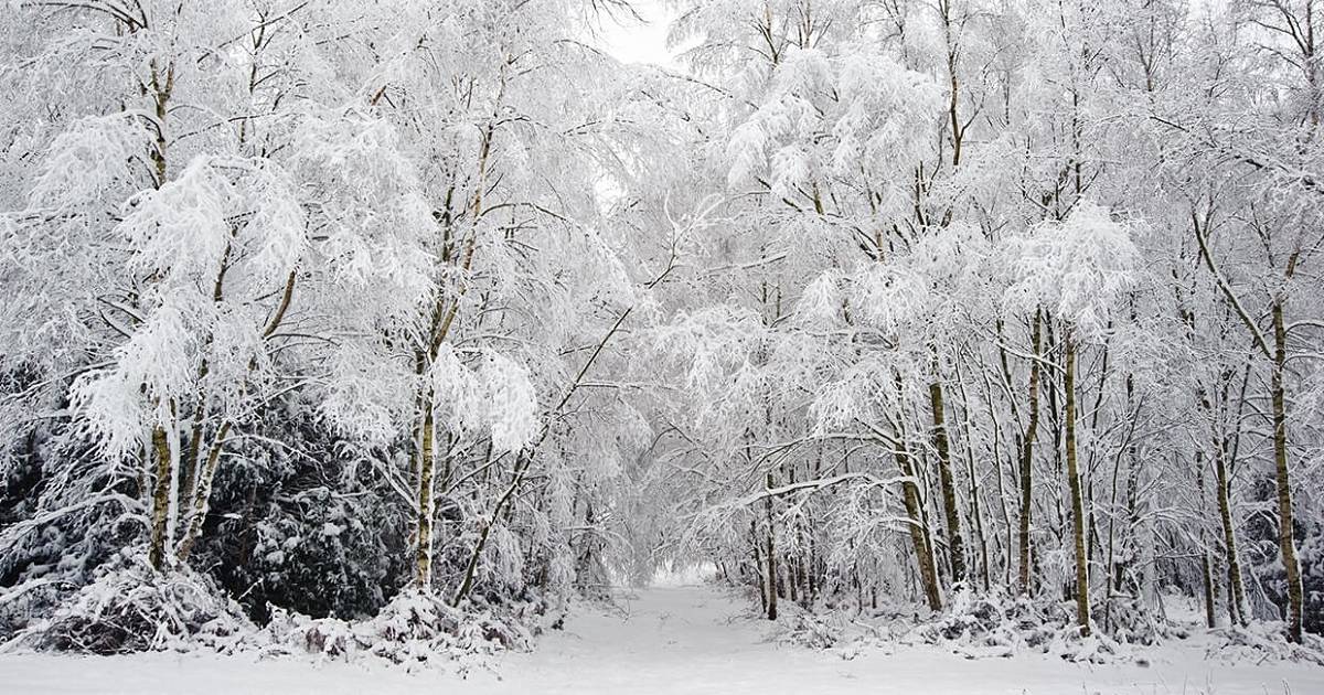 Walking in a Winter Wonderland